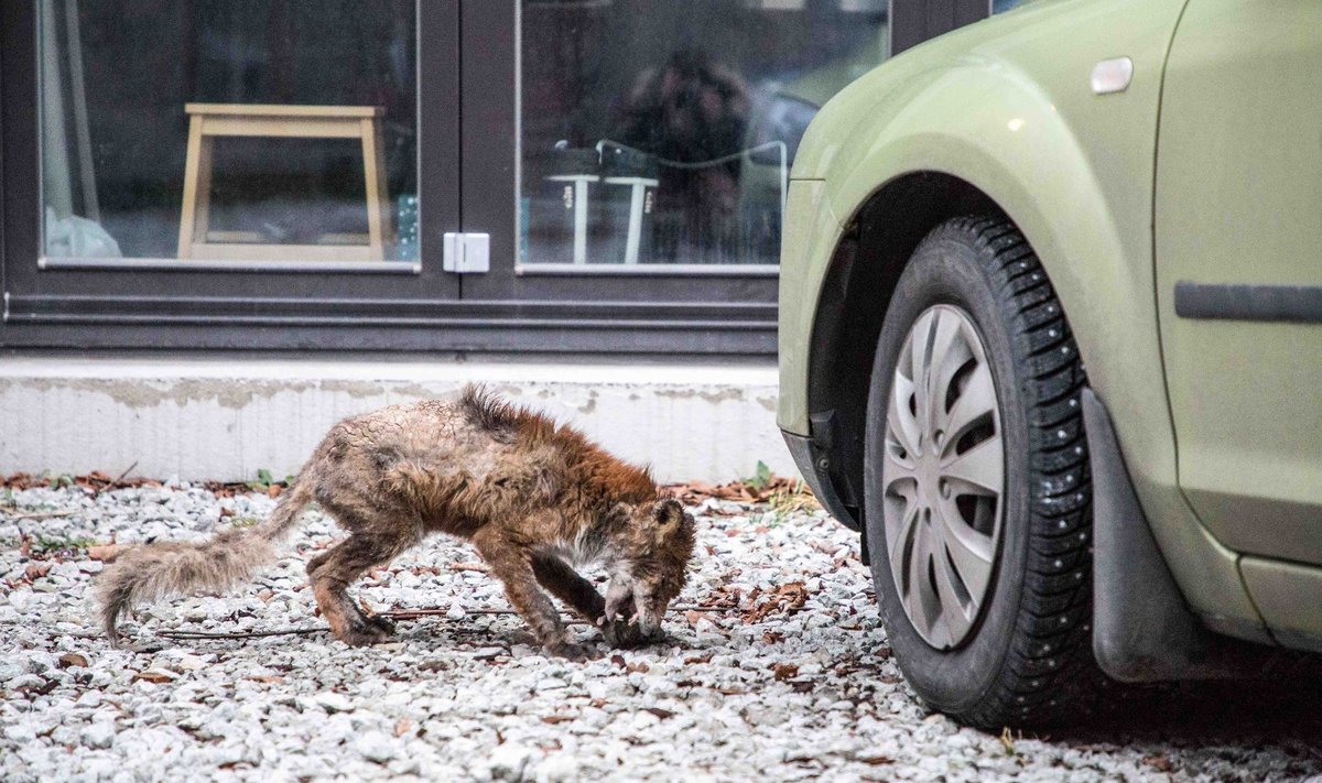 Kärntõves rebane uitas Kalamajas