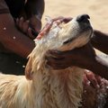 В Палдиски собака упала с обрыва: ее пришлось спасать при помощи лодки 