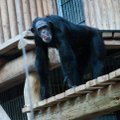 Tallinna loomaaia ahvid tähistavad ahviaasta algust