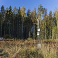 Ученый-лесовод: сплошная рубка — это не конец леса