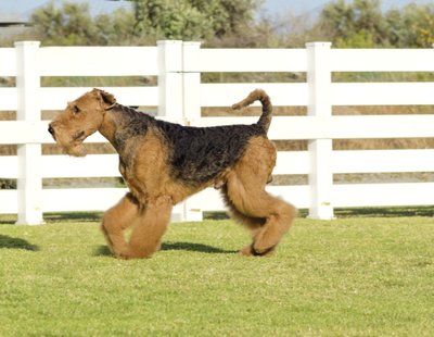 Airedale terjer