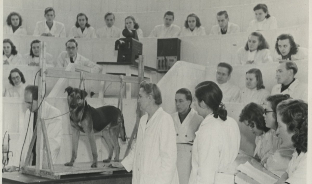 1951. a. Tartu Ülikooli professor arstiteaduse doktor Elise Käer-Kingisepp demonstreerib arstiteaduskonna 3. kursuse üliõpilastele Pavlovi tingreflekside katset.