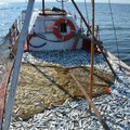 Eesti kalapüük Loode- ja Kirde-Atlandil suureneb ligi 200 tonni võrra