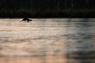 Saarmanäituse töö 2