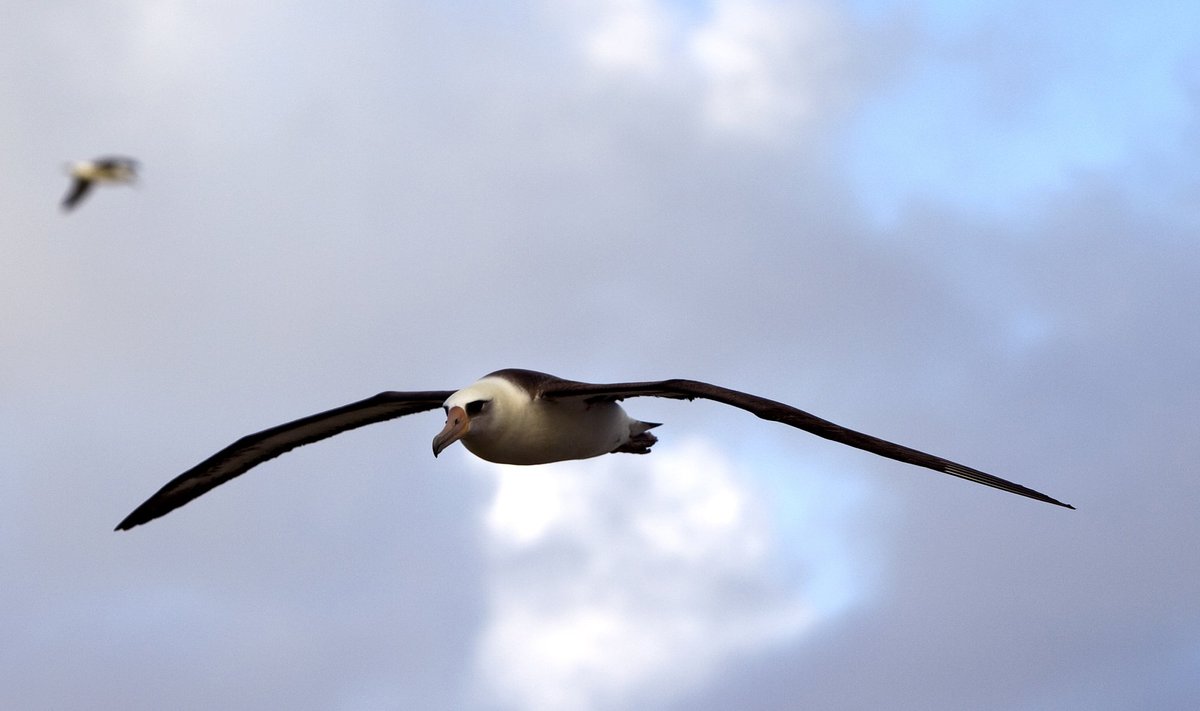 Mask-albatross
