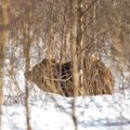 Fotograaf kohtas Väätsal karu