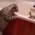 Humoorikas VIDEO: Kass, kes ei löö kartma ühegi vaenlase ees
