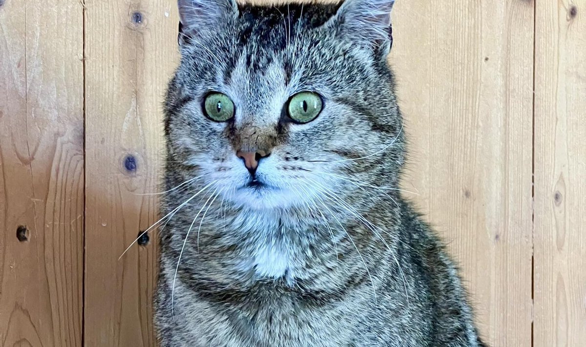 Gus