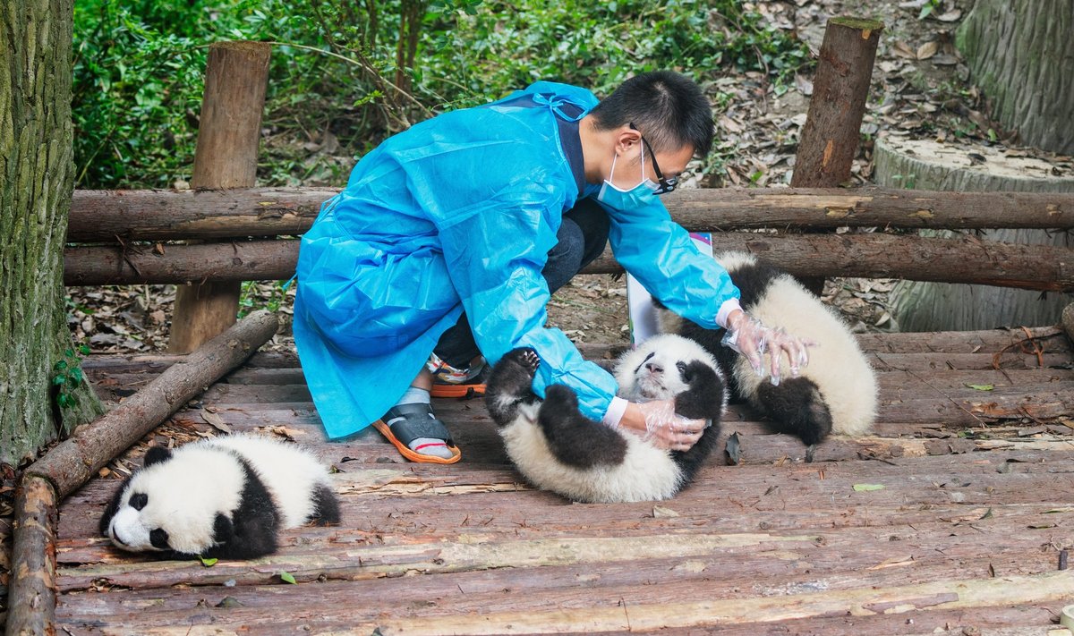 Möödunud kuul sündisid Hongkongi Ocean Parkis ka pandakaksikud. Foto on illustratiivne.