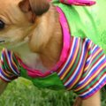 PUBLIKU PÄEVA KOMM: Chihuahua väärib igati koera nime!