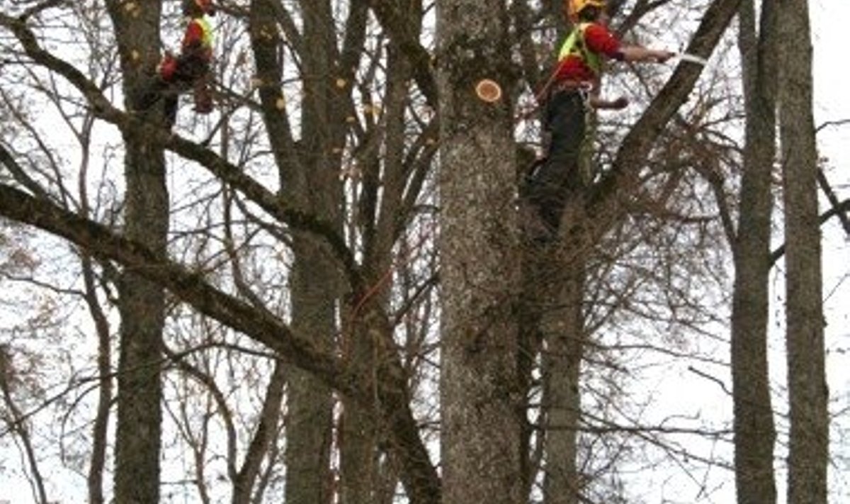 Puukirurgid ehk arboristid tervendavad Saku mõisapargi puid 20. novembrini. Seejärel peaks puistu uue hingamise saama.