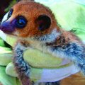 Madagaskarilt leiti uus kääbusleemuri liik