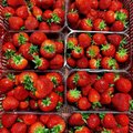 FOTOD | Esimesed kodumaised maasikad on valmis!