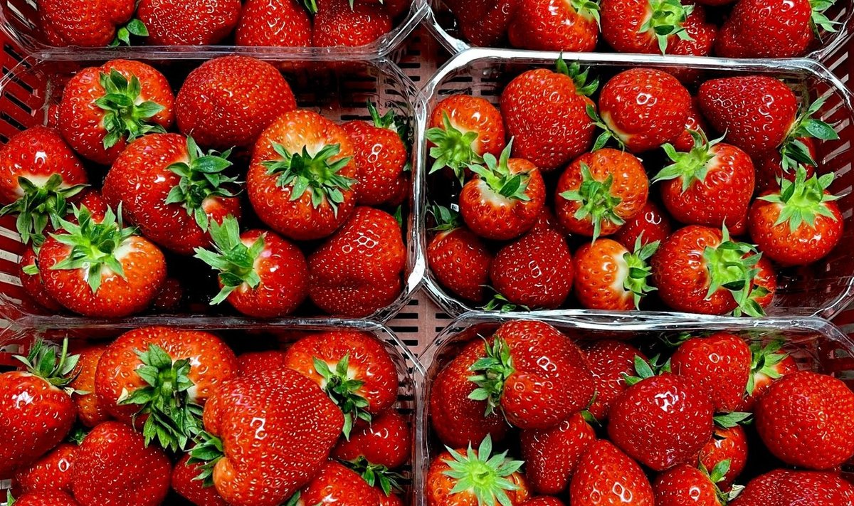 Praegu tuleb mõnikümmend kilo maasikaid päevas.