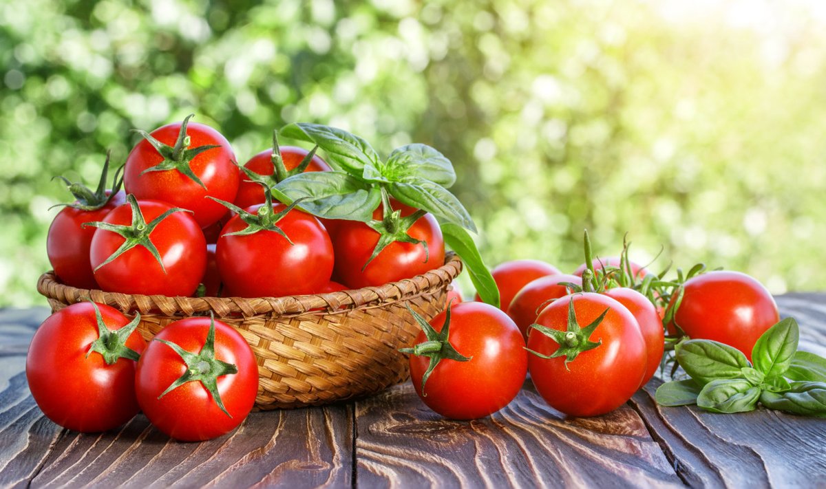 Enda kasvatatud tomatid maitsevad imehead.