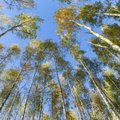 Комиссия Рийгикогу: частники уделяют мало внимания восстановлению вырубленных лесов