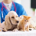 Lemmikloomade vaktsineerimise kampaania kutsub oma lemmikuid marutaudi eest kaitsma