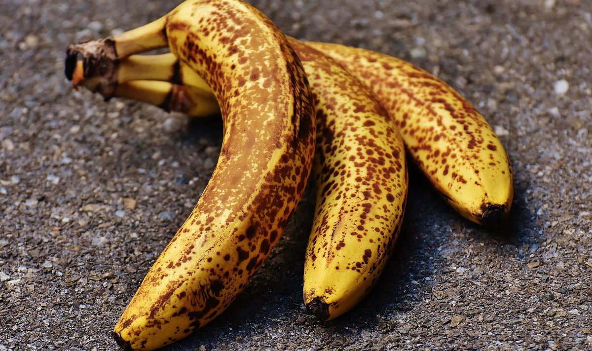 Kui sellised banaanid enam sööma ei ahvatle, teadke, et need sobivad ideaalselt smuuti või küpsetiste sisse.