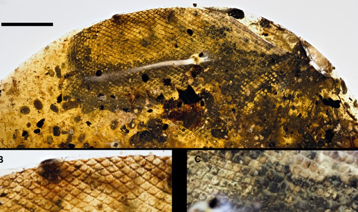 A) Vaigutükiosa, milles on näha maonahk (u 5mm). B) ja C) Suurendatud osad naha erinevatest osadest (u 1mm)