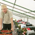 Välismaa maasikakorjajale ei tohi maksta miinimumpalka – normaalne?