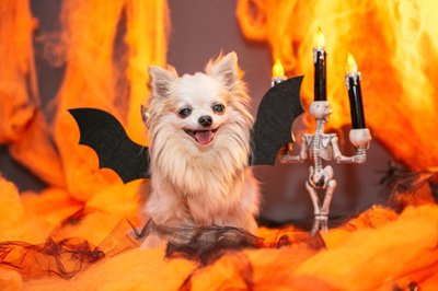 Trikikoerte Halloweeni pidu