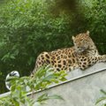 Nädal Tallinna loomaaias: amuuri leopardi uued kutsikad, kodukakkude 14 muna ning jääkarudele kogutud tuhanded eurod