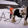Asjatundja annab nõu: kuidas ja millise varustusega oma metsast kõige otstarbekamalt küttepuid varuda? 