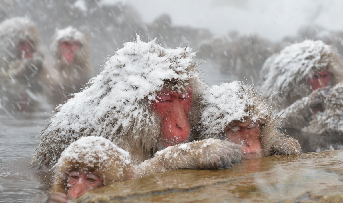 Ka neil Jaapanis elavail ja kuumaveeallikas mõnulevail makaakidel tõmbuvad vees sõrmeotsad kurruliseks. 