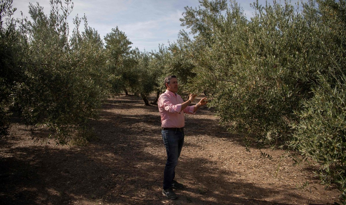 Oliivikasvataja Cristobal Cano hindab nukralt oma saaki Hispaanias Alcala la Realis käesoleva aasta maikuus. Olukord ei ole kiita, tõdeb ta.