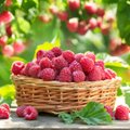 RETSEPTID | Vaarikad lisavad suvele maitset: tee neist siirupit, želeed ja desserti!