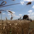 Конец „зерновой сделки“: что это означает и чего ожидать? 