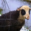 VIDEO | Roaks minevale loomale nime ei panda! Teispere talu peab põnevaid loomi ja linde ka silmailuks