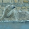 В марте в Таллиннский зоопарк из Дании прибудут два новых белых медведя