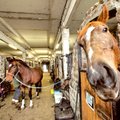 Valitsus eraldas Tori hobusekasvandusele 1,9 miljonit eurot