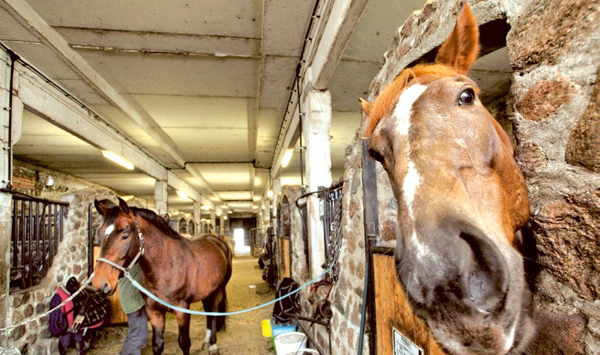 Hobuseid, kes alaliselt Tori hobusekasvanduse tallides elama hakkavad, on tulevikus palju vähem. Neid asendavad suksud, kes tuuakse näitustele ja oksjonitele.