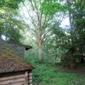 Leili metsalood | Taluõue vanad puud