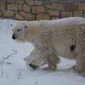 Как жаль! В Таллиннском зоопарке родились трое белых медвежат – все они умерли, не прожив и недели
