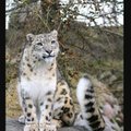 Loomaaia lumeleopard Deli tähistab täna oma sünnipäeva