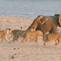 Haarav video noore elevandi võitlusest lõvikarja vastu