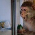 VIDEO: Kas ka sinu külmkapi kallal käib selline kamp ahvipoisse?