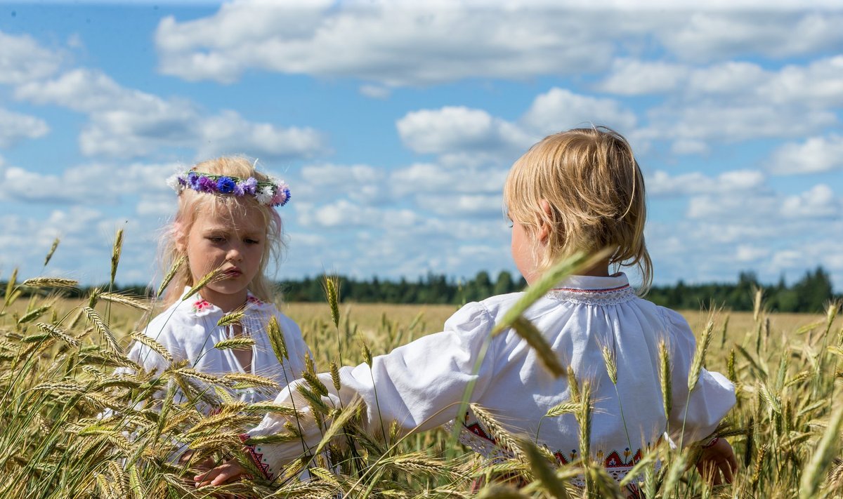 Lauritsapäeval külvatud rukis võib lapsekõrguseks kasvada.