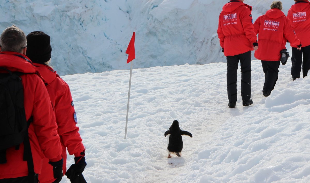 MINA KA!: Antarktika väiksem pingviiniliik ehk kääbuspingviin (Eudyptula minor) kasvab vaid 33 sentimeetri pikkuseks.