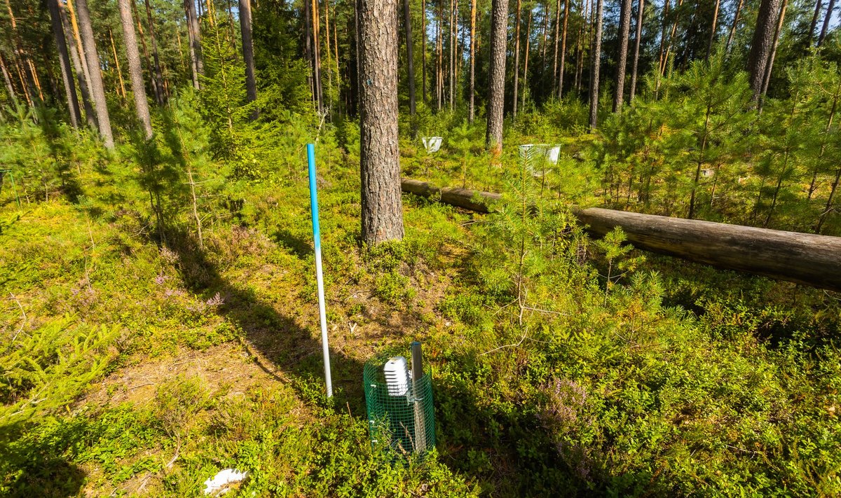 Teaduslik katseala Võrumaal. Niisugused alad on RMK-le teada ja tööde kavandamisel võetakse katse läbiviijaga ühendust.