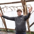 Viinamarjakasvataja soovitab viinapuid lõigata varakevadel enne pungade puhkemist ehk just nüüd