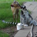 LOOMADE FARM FLORIDAS: Mis juhtub, kui koer, känguru, hirv ja leemur hoogu satuvad