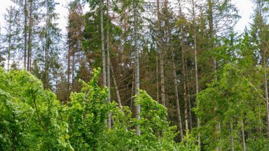 RMK alustas kooreüraski vastase metsaraiega – kirve alla läheb 190 hektarit metsa
