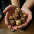 Kreeka pähklid hoiavad kõhtu täis, vähendavad südamehaiguste riski ja parandavad sperma kvaliteeti