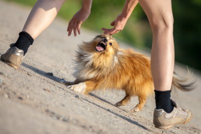 Ebakindel ja hirmunud šetlandi lambakoer