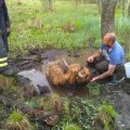 ФОТО: В Валгамаа горному быку понадобилась помощь спасателей