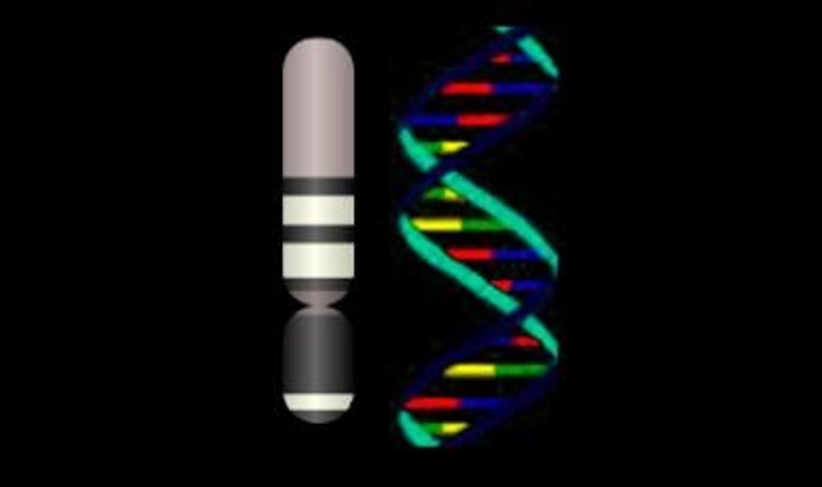 Y kromosoomi järjestuse uuring aitab luua selgust inimeste põlvnemisloosse. Wikimedia Commons